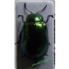 Linaeidea aenea (Linnaeus, 1758) Rynnica olchowa